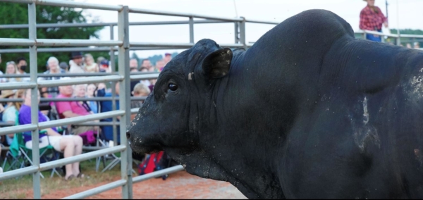 2021 Fluvanna County Fair RODEO!