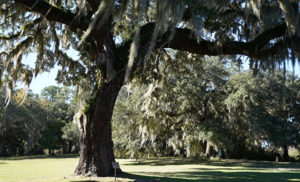 Brookgreen Garden, South Carolina by William B Tomanek