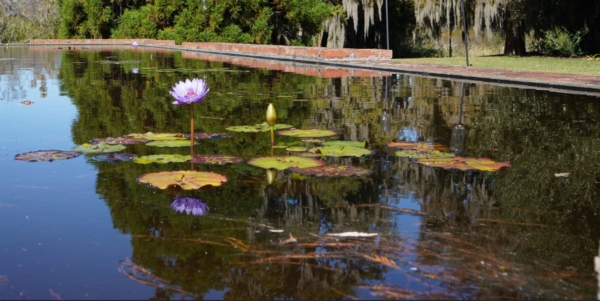 Brookgreen Garden, South Carolina by William B Tomanek