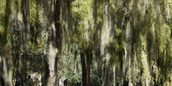 Brookgreen Garden, South Carolina by William B Tomanek
